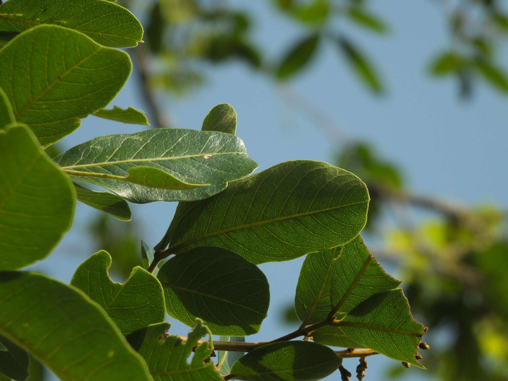 Image of Sapindus emarginatus Vahl