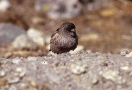 Image of Black-headed Mountain-Finch