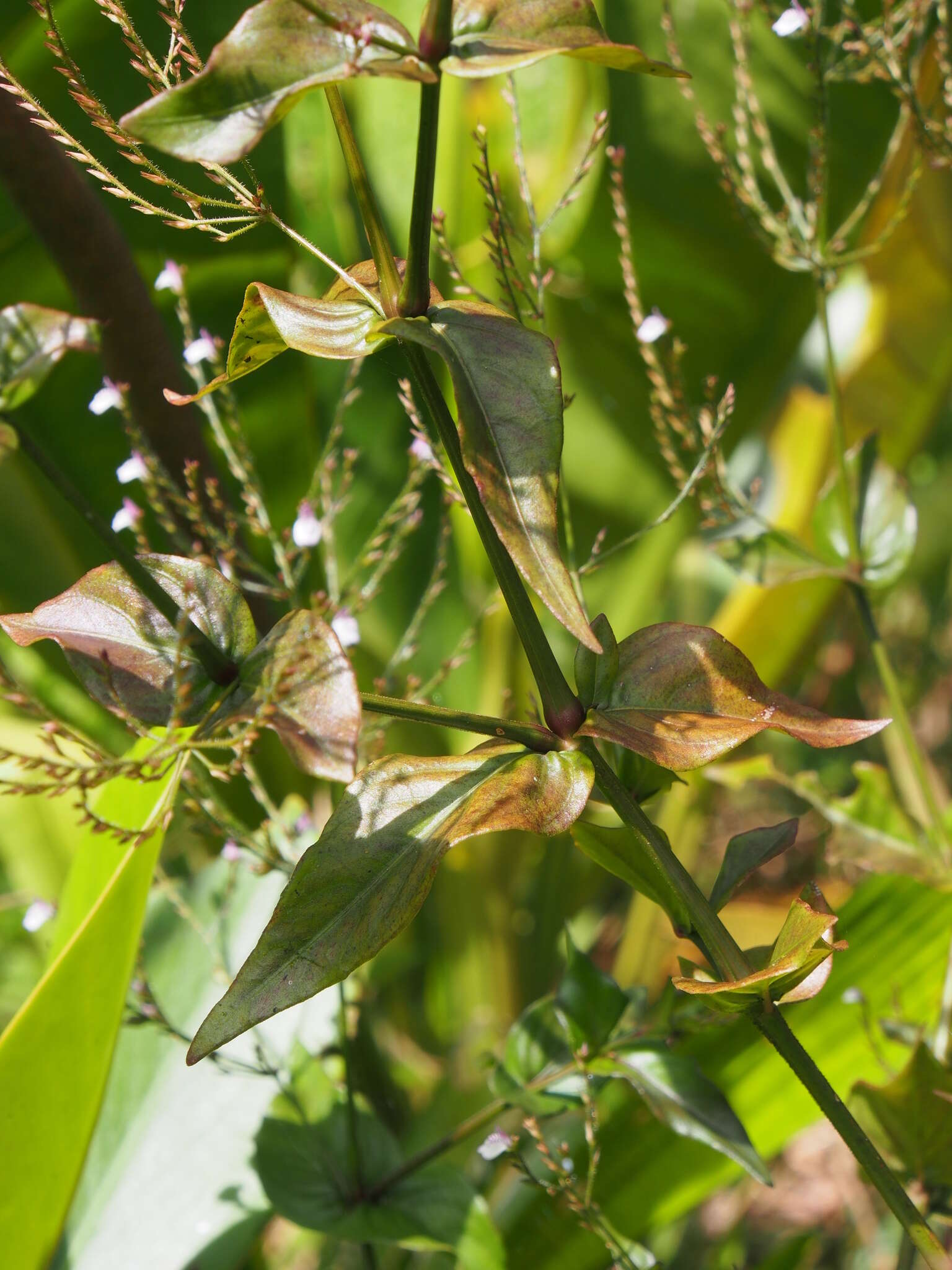 Image of Marsh Water-Willow