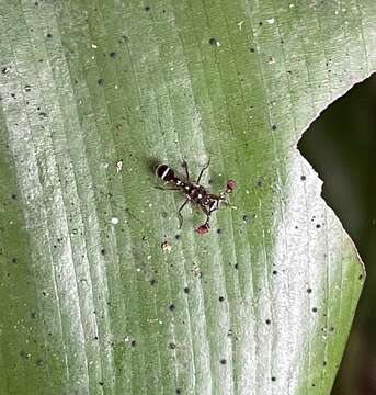 Diasemopsis horni Curran 1931的圖片