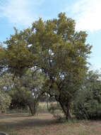 Imagem de Combretum apiculatum Sond.