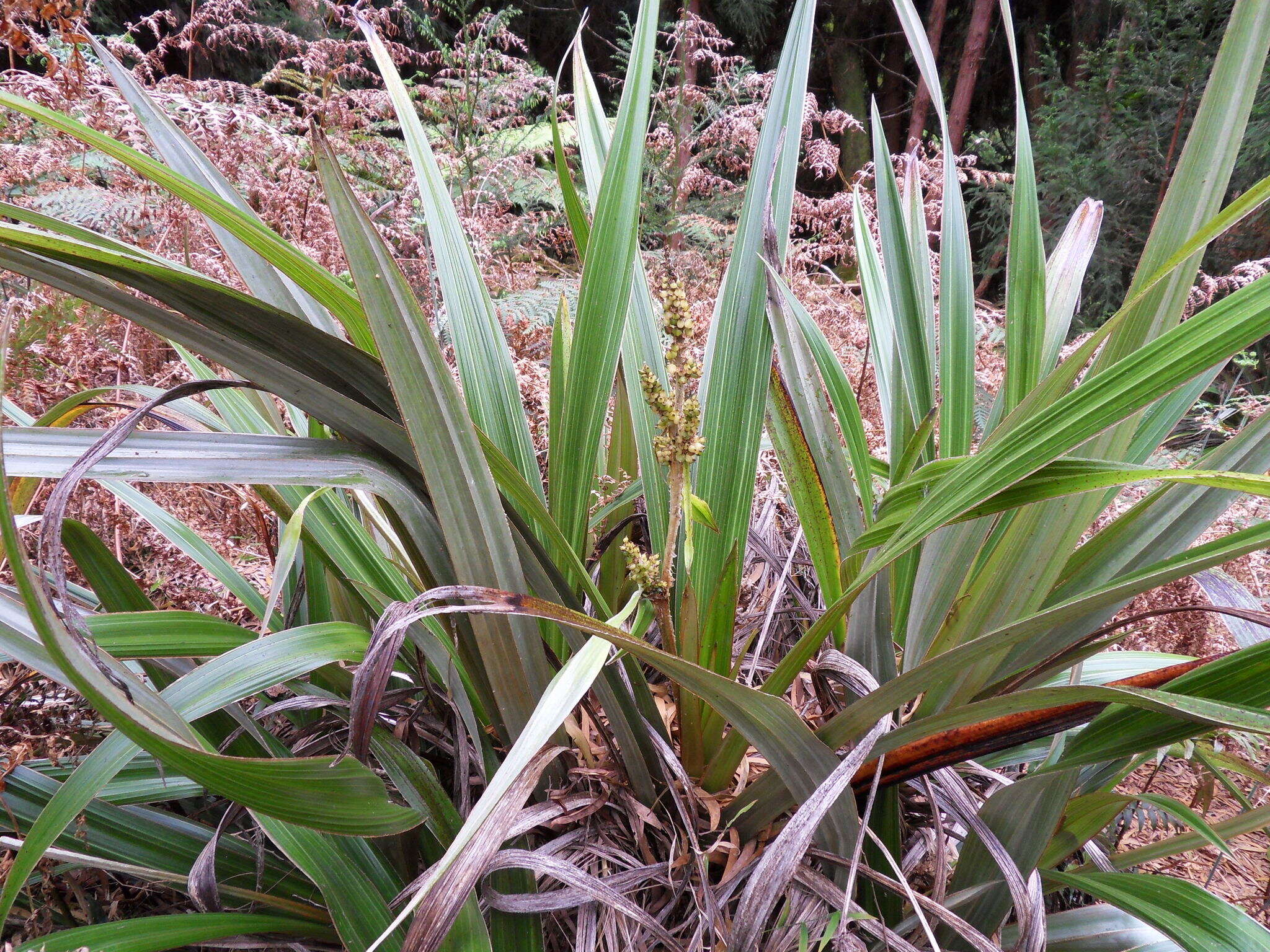 Astelia hemichrysa (Lam.) Kunth resmi