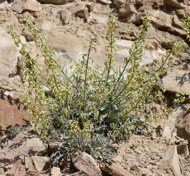 Plancia ëd Matthiola caspica (N. Busch) Grossh.