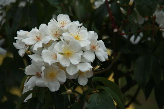 Image of musk rose