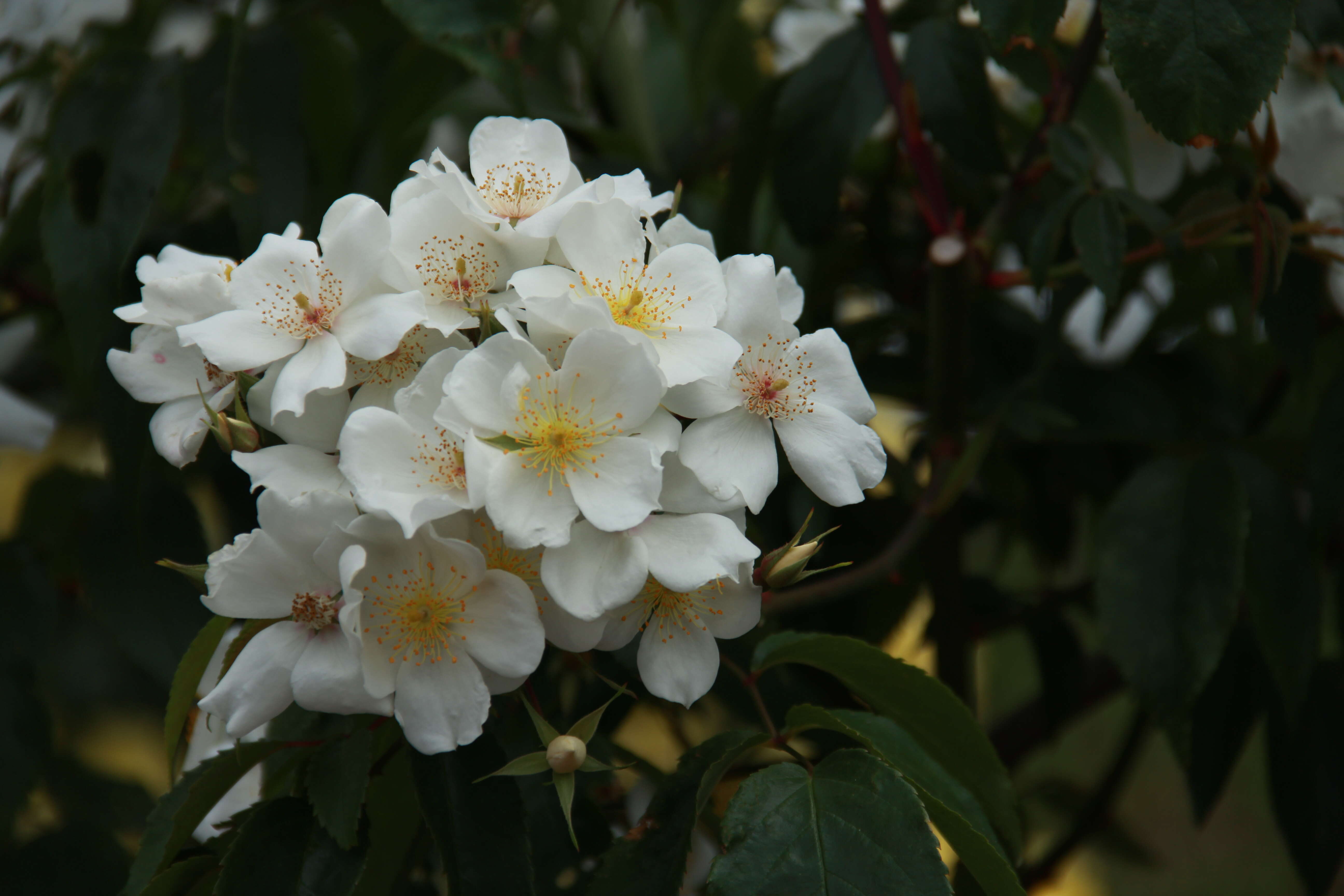 Image de Rosa moschata J. Herrmann