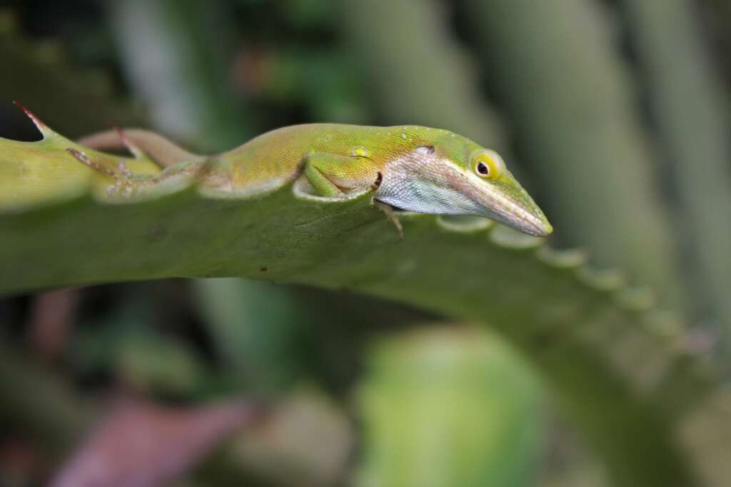 Image of Cuban green anole