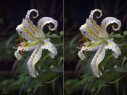 Lilium auratum Lindl. resmi