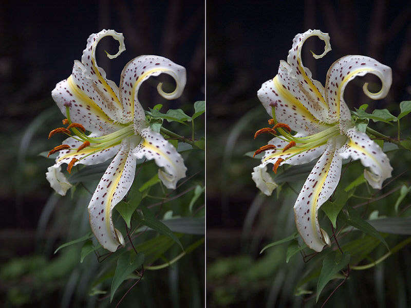 Lilium auratum Lindl. resmi