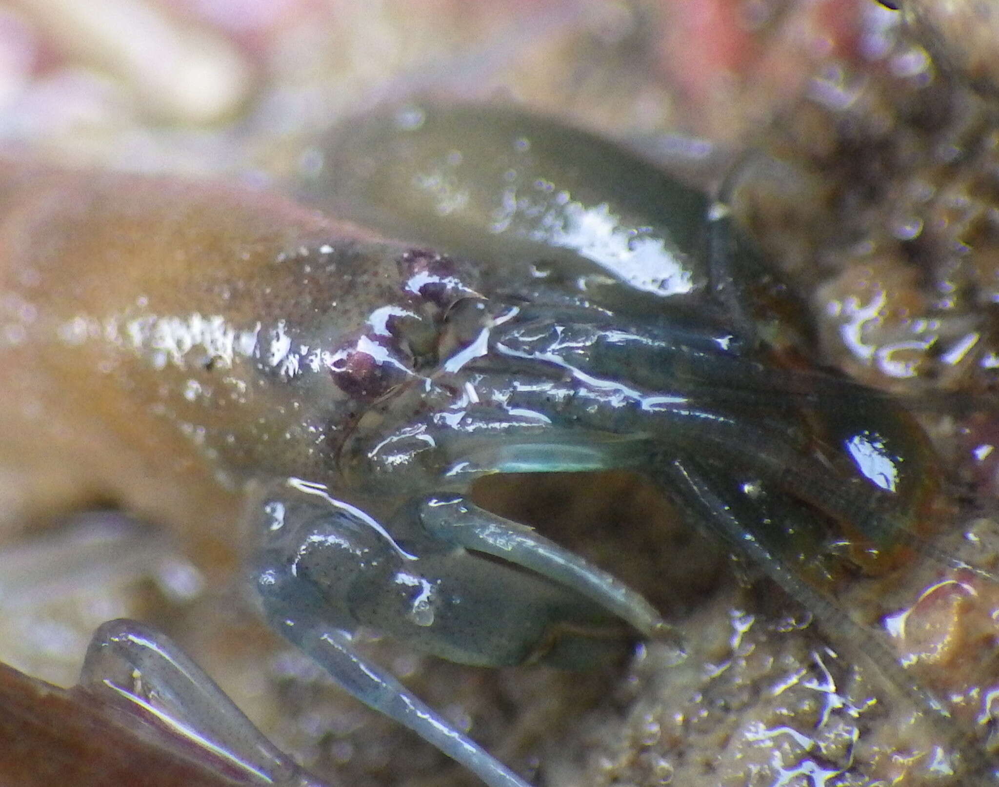 Image of littoral pistol shrimp