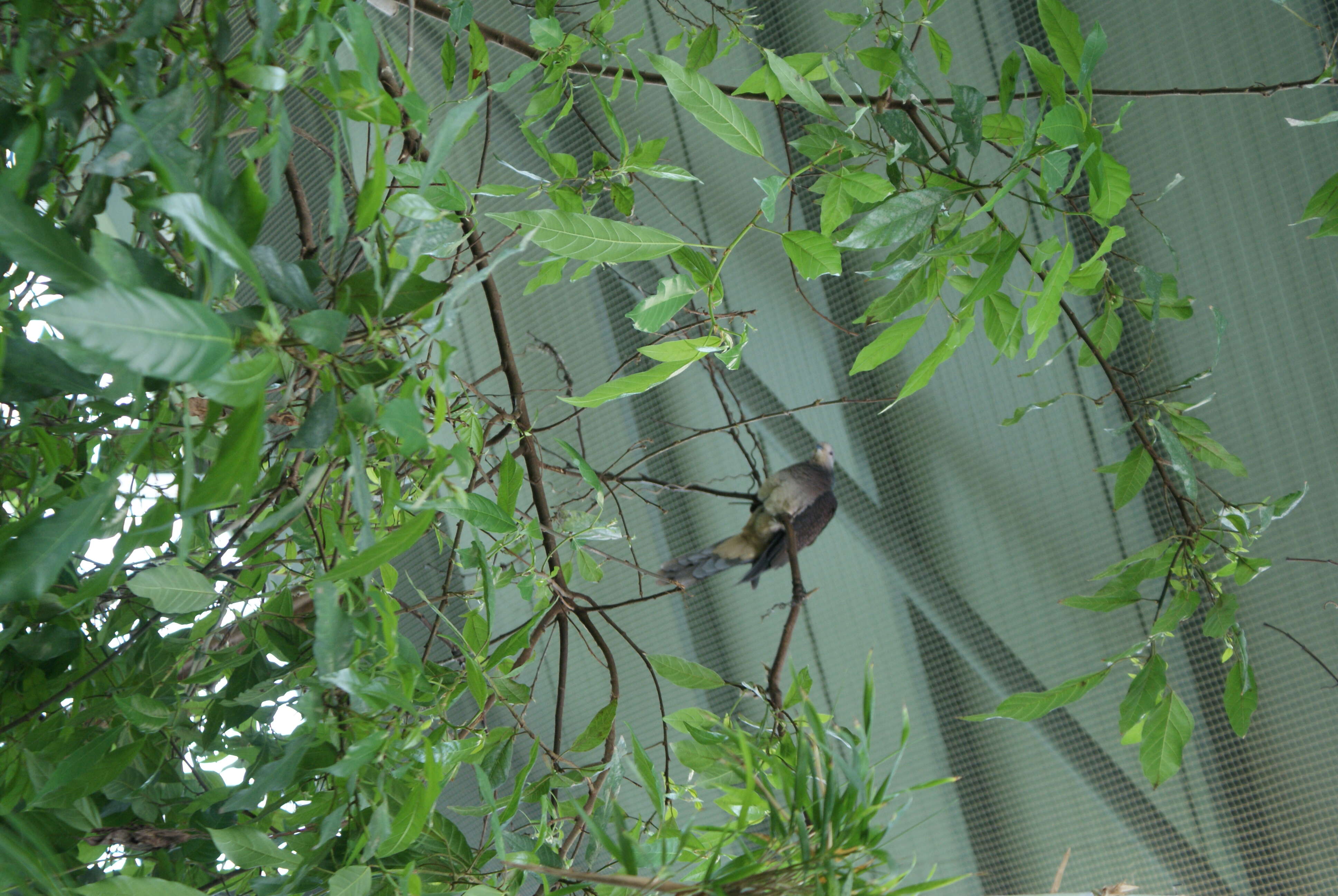 Image of Barred Cuckoo Dove