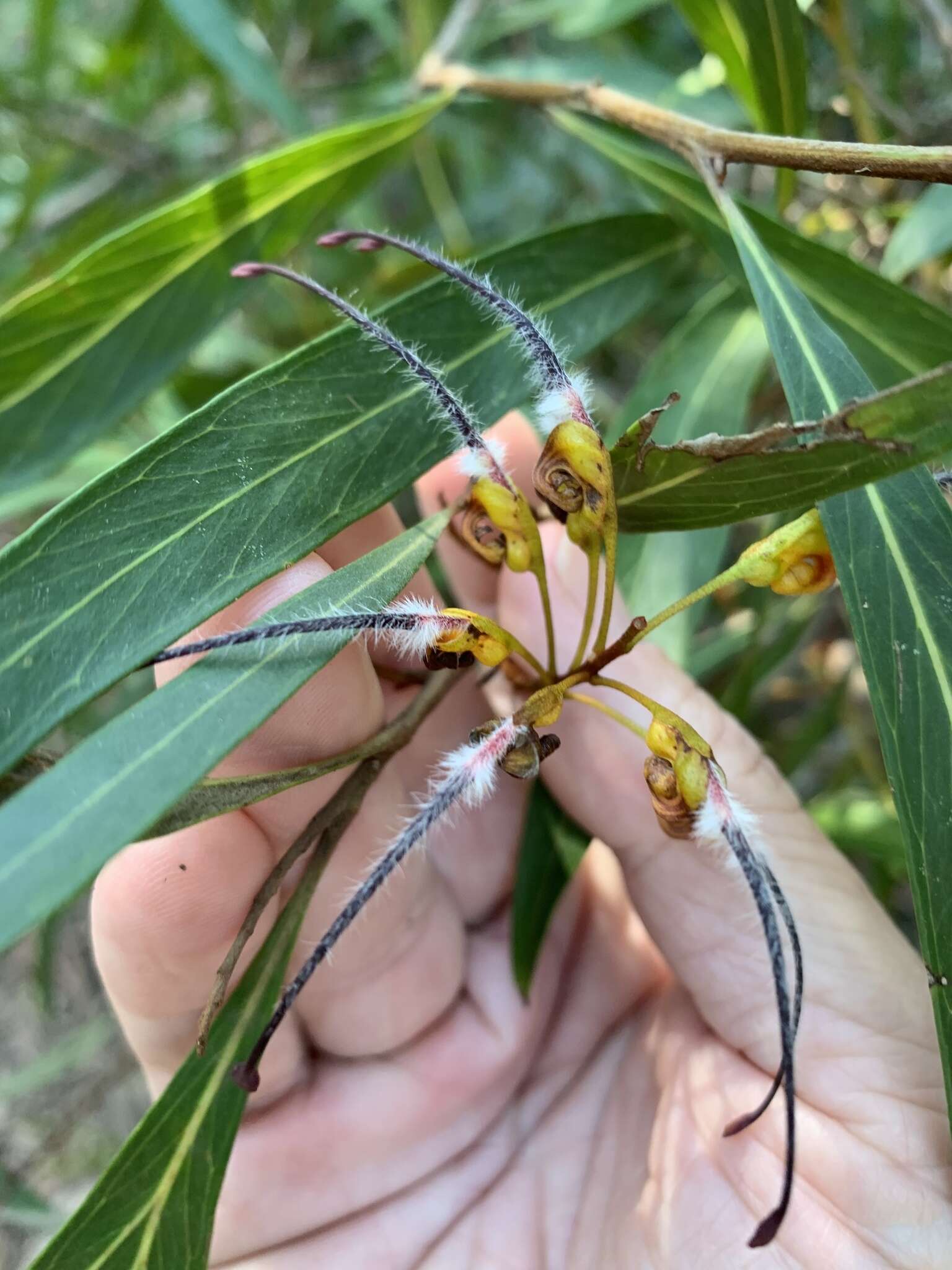 Image of Grevillea venusta R. Br.