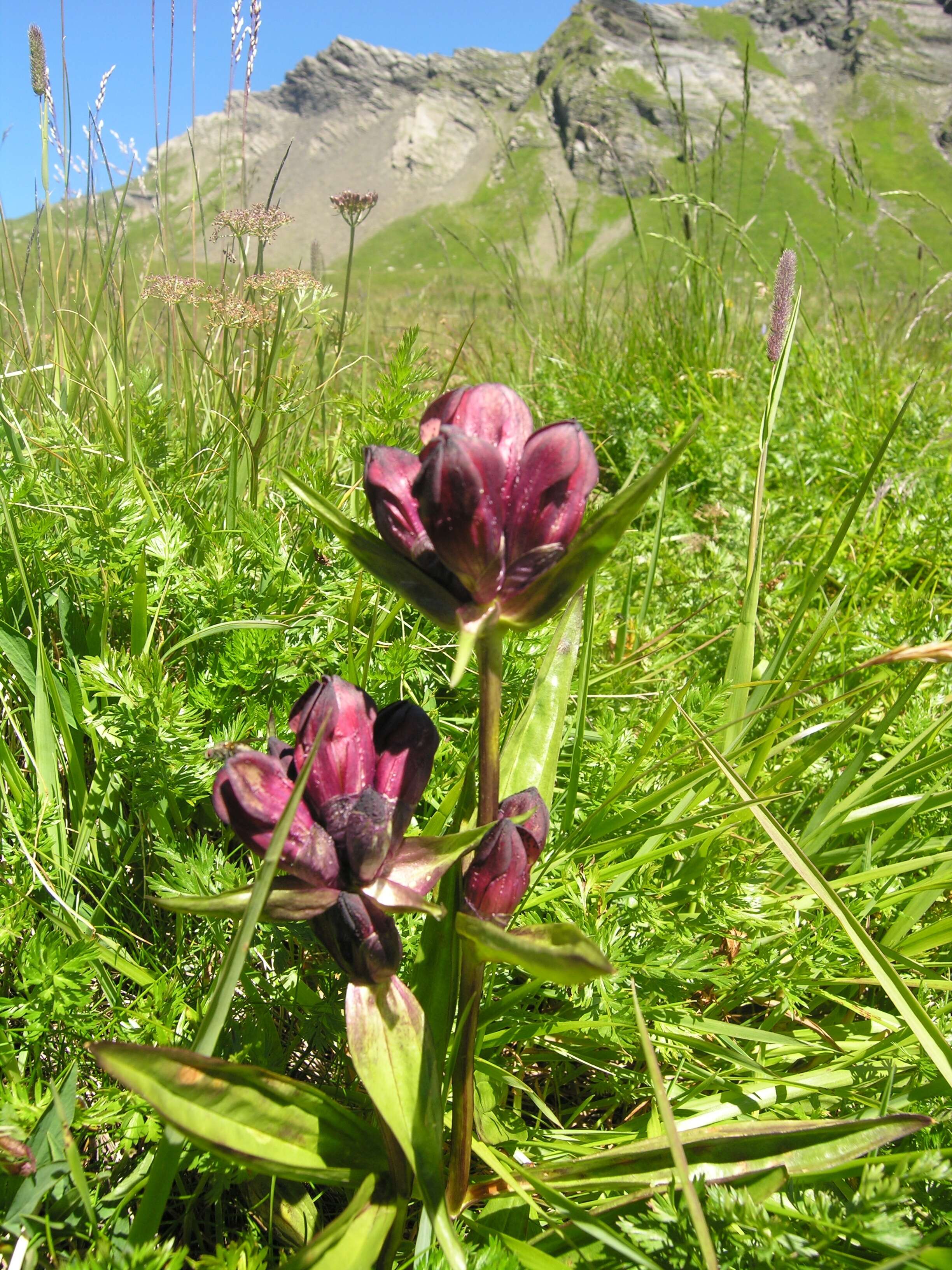 Image de Gentiane Pourpre