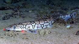 Image of Chain Catshark