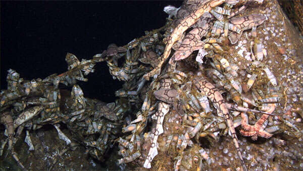 Image of Chain Catshark