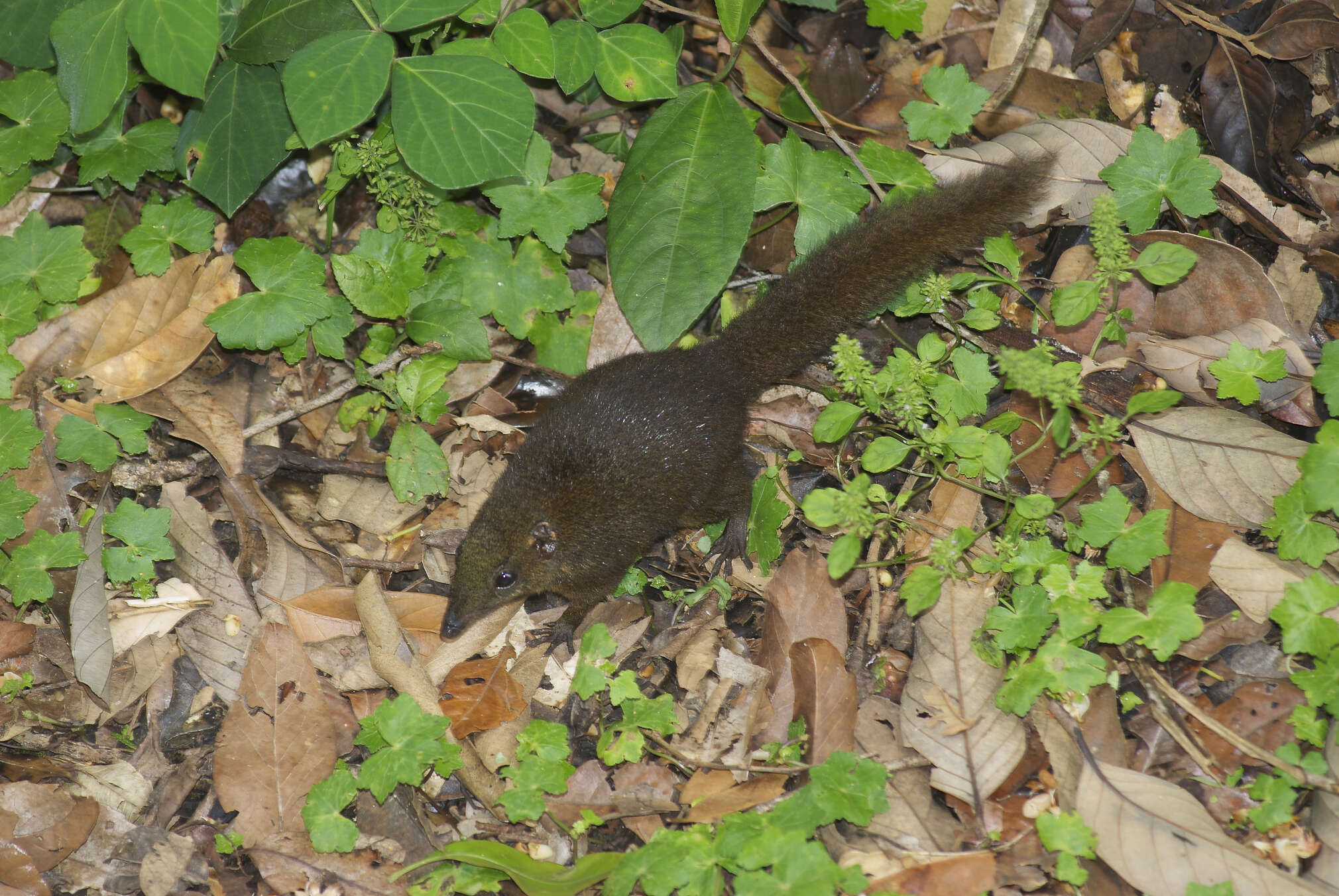 Image of Mountain Tree Shrew