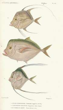 Image of African Threadfish