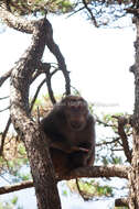 Image of Milne-Edwards’s Macaque