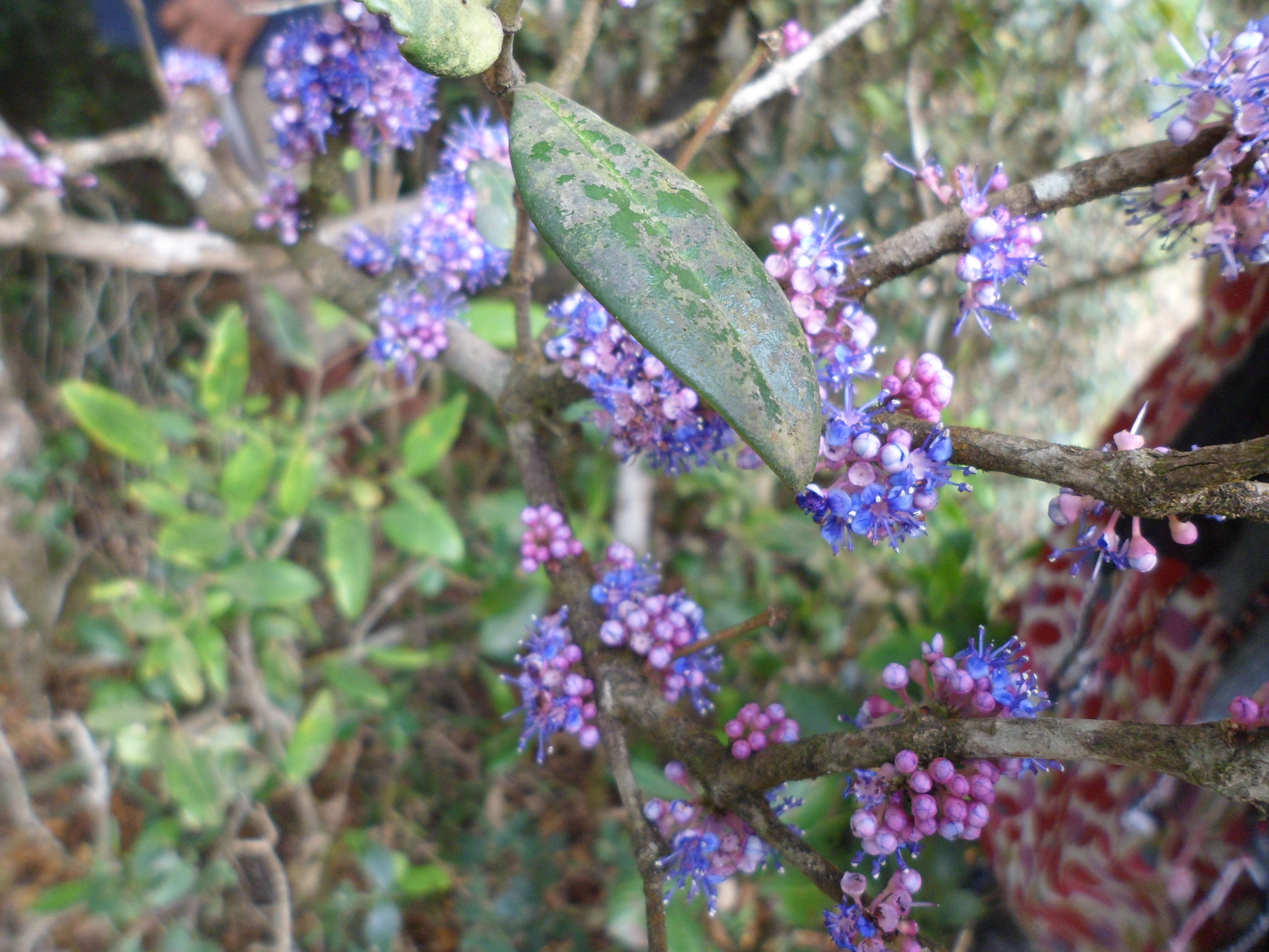 Слика од Memecylon umbellatum Burm. fil.