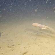 Image of spoonarm octopus