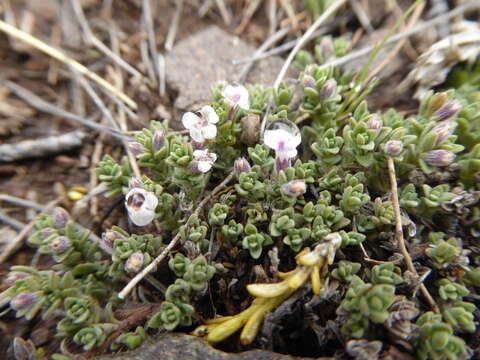 Sivun Clinopodium darwinii (Benth.) Kuntze kuva