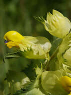 Rhinanthus angustifolius C. C. Gmelin resmi