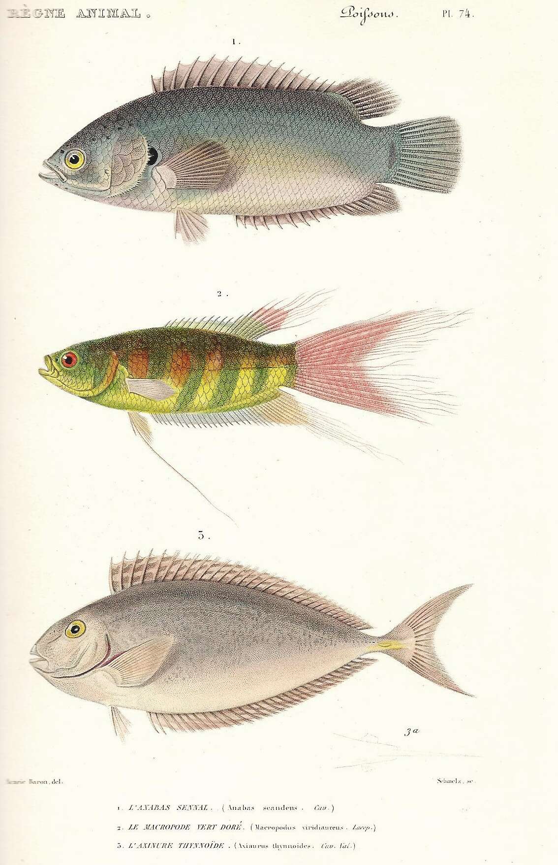Imagem de Naso thynnoides (Cuvier 1829)