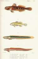 Image of Red-mouthed Goby