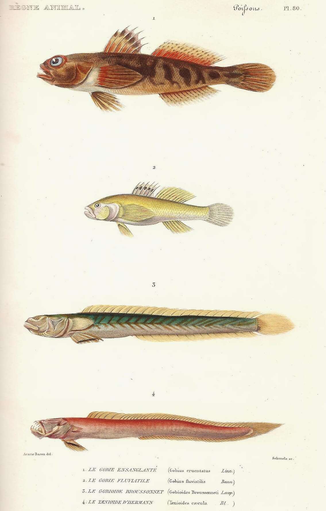 Image of Red-mouthed Goby