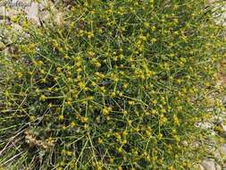 Image of Euphorbia erinacea Boiss. & Kotschy