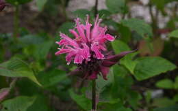 Image of scarlet beebalm