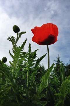 Image of Oriental poppy