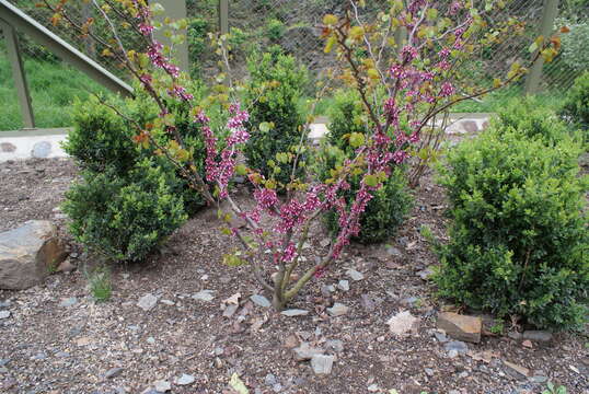 Image of Judas-tree