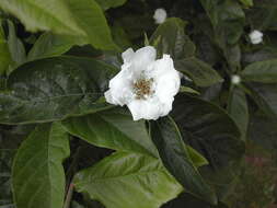 Image of Medlar