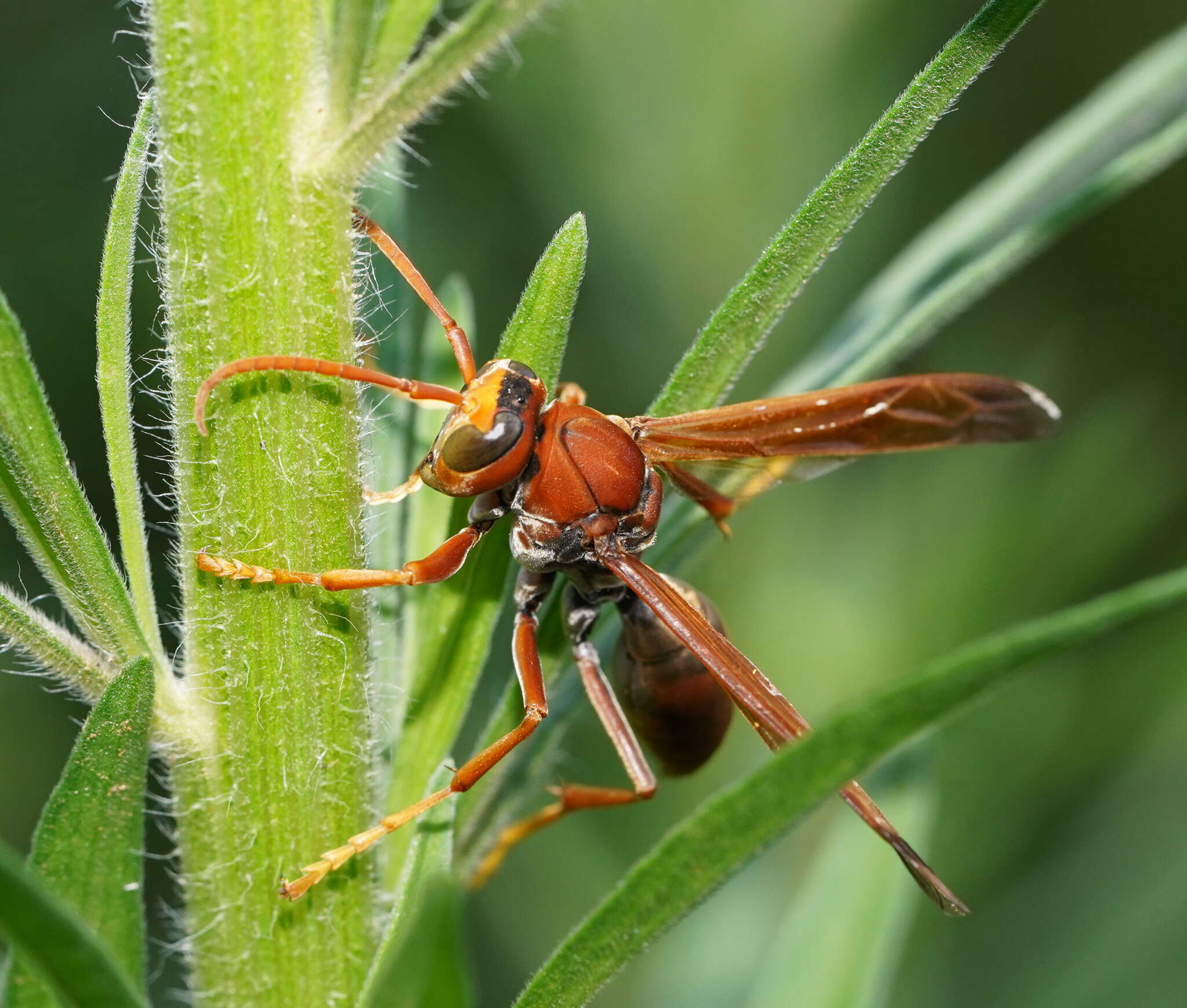 Image of Polistes erythrinus Holmgren 1868