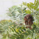 Plancia ëd Glaucidium cuculoides deignani Ripley 1948