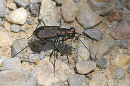 Plancia ëd Cicindela (Cicindelidia) rufiventris rufiventris Dejean 1825