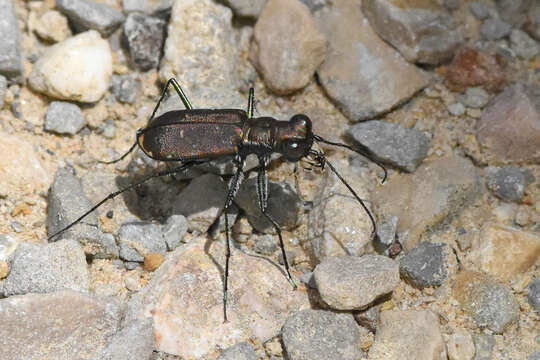 Image of Cicindela (Cicindelidia) rufiventris Dejean 1825