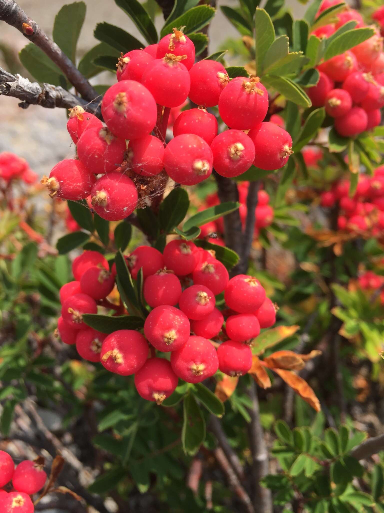 صورة Sorbus sitchensis var. grayi (Wenzig) C. L. Hitchc.