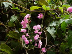 Image of antigonon