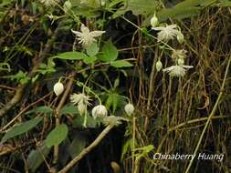 Image of Clematis parviloba Gardn. & Champ.