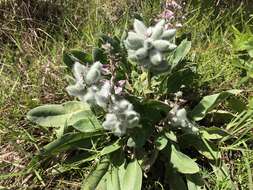 Imagem de Lupinus villosus Willd.