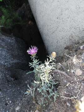 Image of Centaurea corcubionensis Lainz