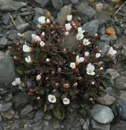 Image of Cardamine exigua