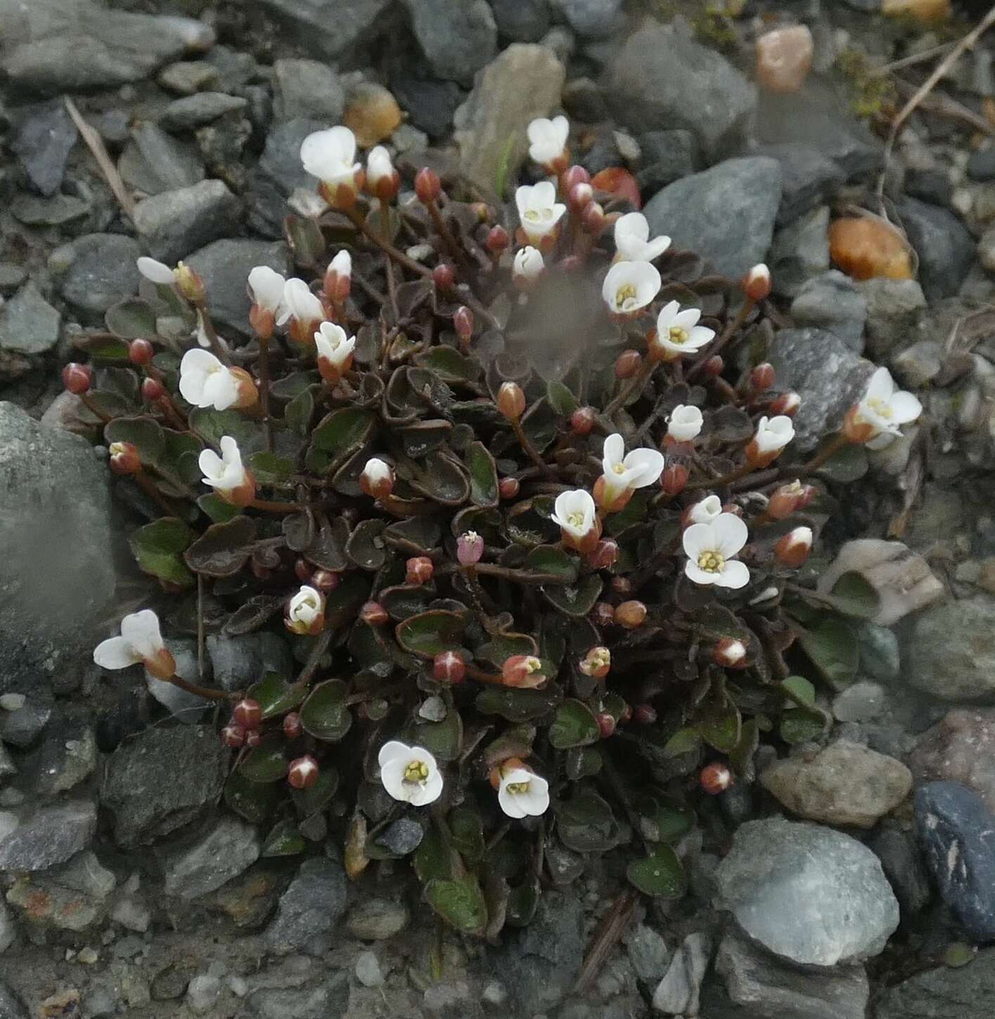 Image of Cardamine exigua