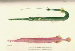 Image of Trumpetfish