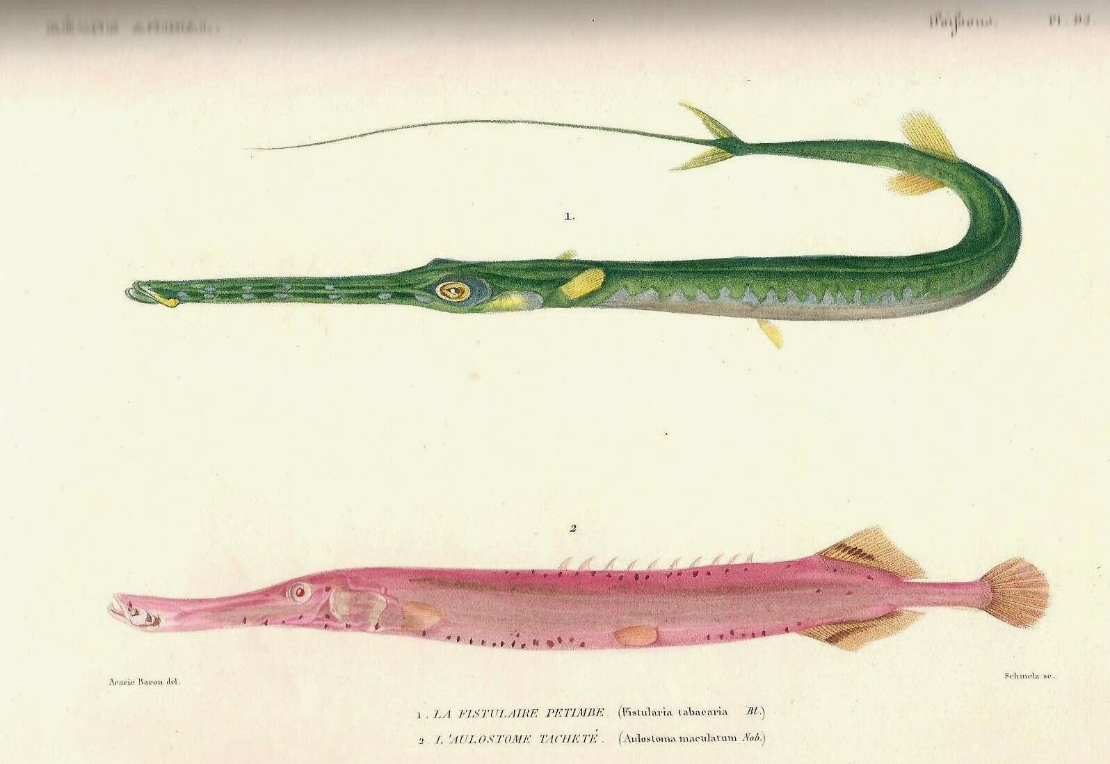 Image of Trumpetfish