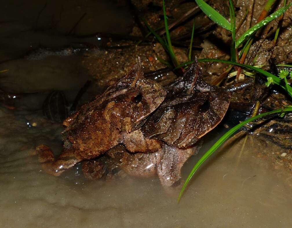 Image of Boie's Frog