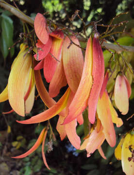 Image of Hopea ponga (Dennst.) D. J. Mabberley