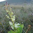 Image of Lomatia tinctoria (Labill.) R. Br.