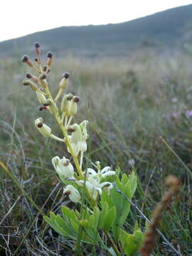 Image of Lomatia tinctoria (Labill.) R. Br.